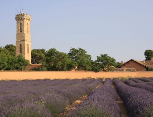 ¿Qué es una Dehesa? – Significado y definición