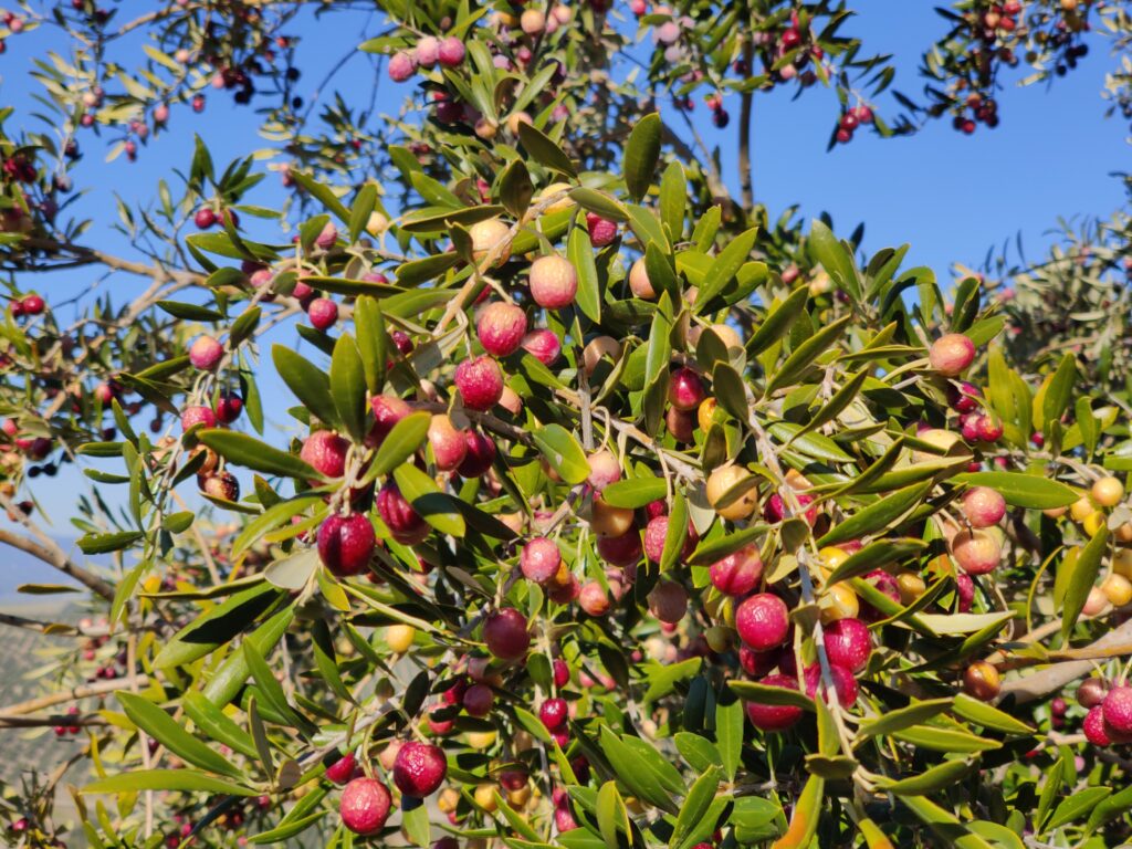 curiosidades de las aceitunas Arbequina