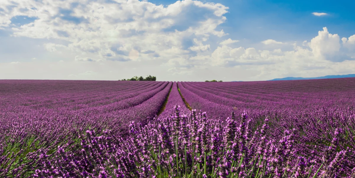 Usos y beneficios de la lavanda 3 usos beneficiosos de la lavanda